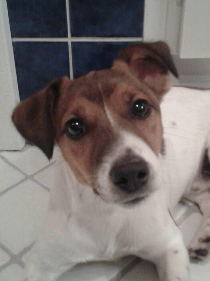 Jack russell terrier Jackson ( Jack ) billede 3