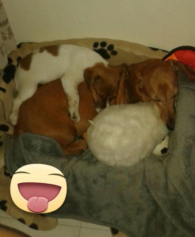 Jack russell terrier Jackson ( Jack ) billede 6