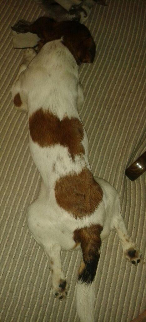 Jack russell terrier Jackson ( Jack ) billede 5