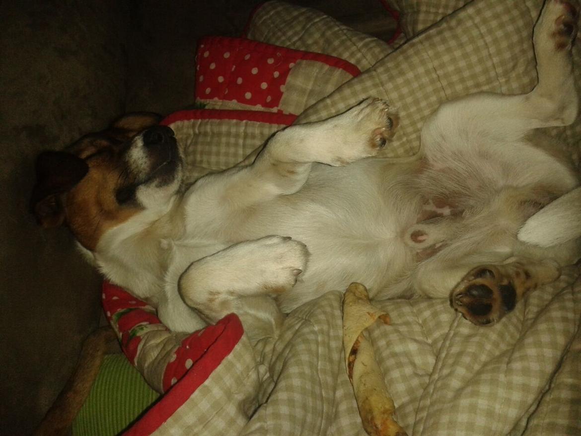 Jack russell terrier Jackson ( Jack ) billede 2