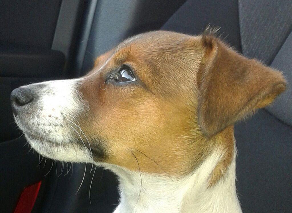 Jack russell terrier Jackson ( Jack ) billede 1