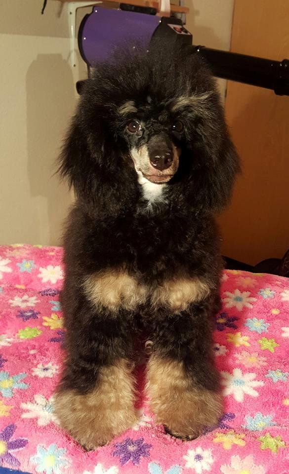 Dværgpuddel Nikita - Det nyeste billede af lille Nikita billede 1