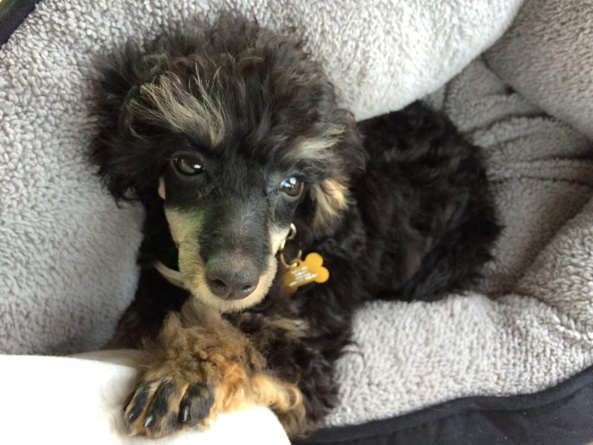 Dværgpuddel Nikita - På vej hjem fra Hamburg, efter en lang tur fra Sibirien, via Moskva og Riga. Træt lille baby <3 billede 5