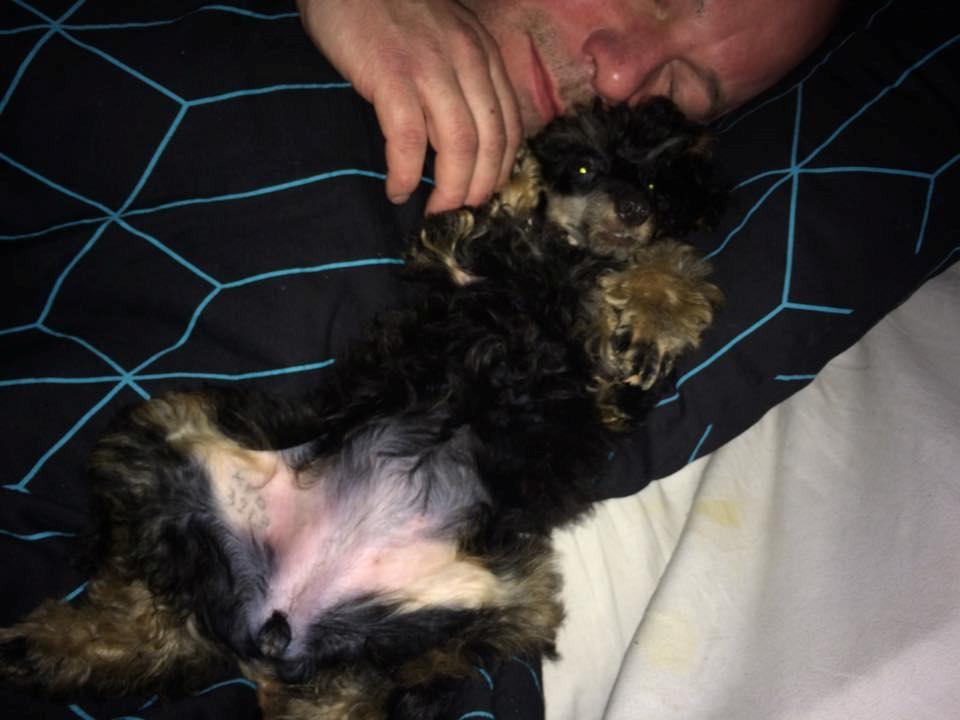 Dværgpuddel Nikita - En rigtig lille puttetrold billede 2