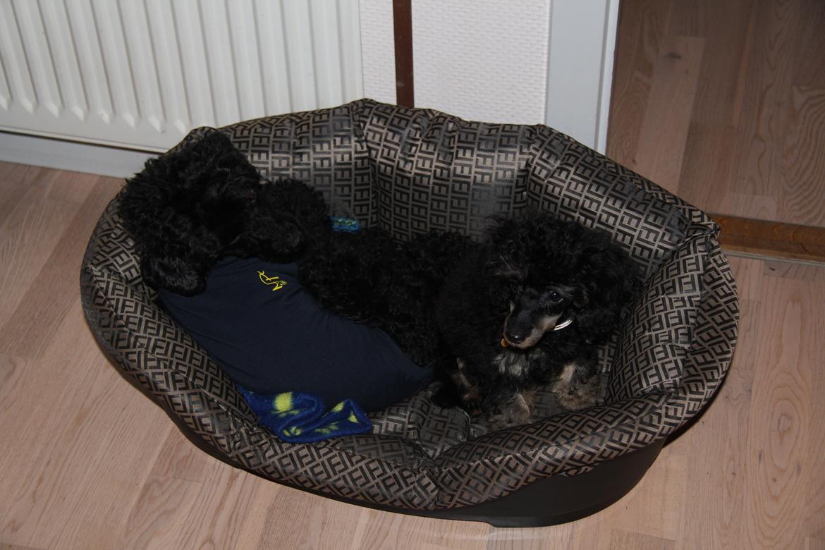 Dværgpuddel Nikita - Smilla i sin bodystocking, efter hun fik fjernet livmoder og æggestokke akut, pga livmoderbetændelse. Nikita passer på hende billede 3