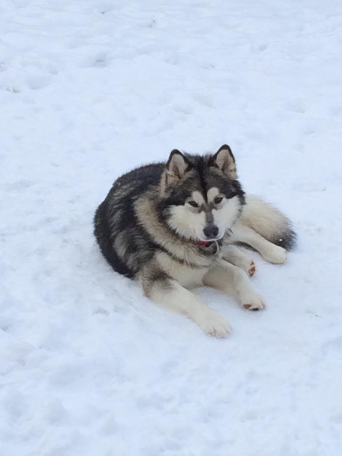 Alaskan malamute silver billede 1