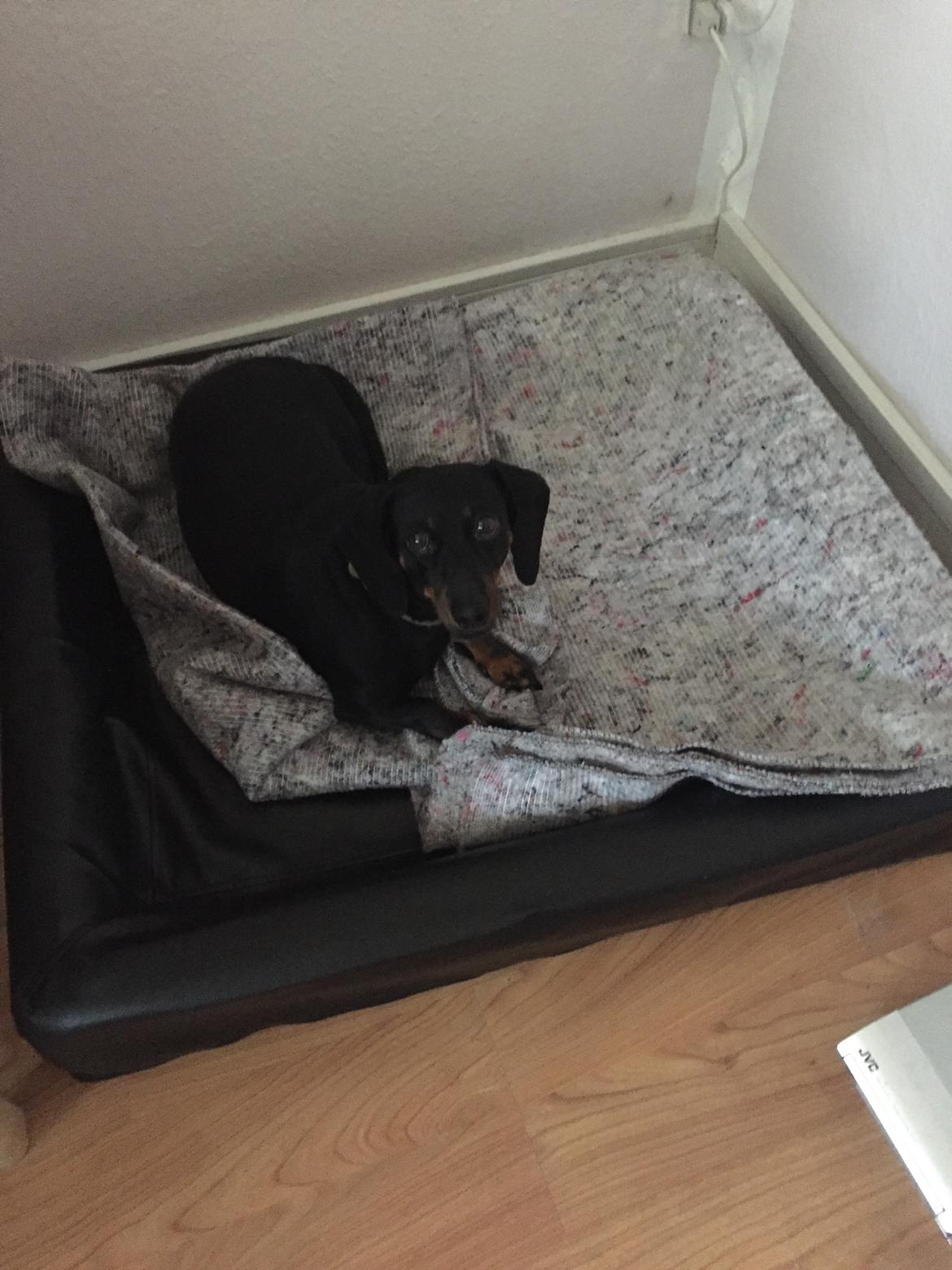 Gravhund Silje billede 8