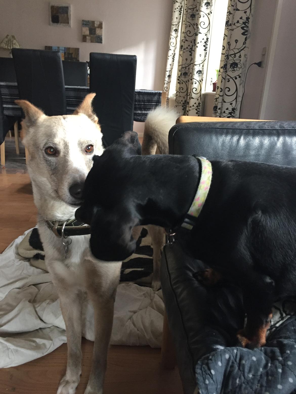 Gravhund Silje billede 10