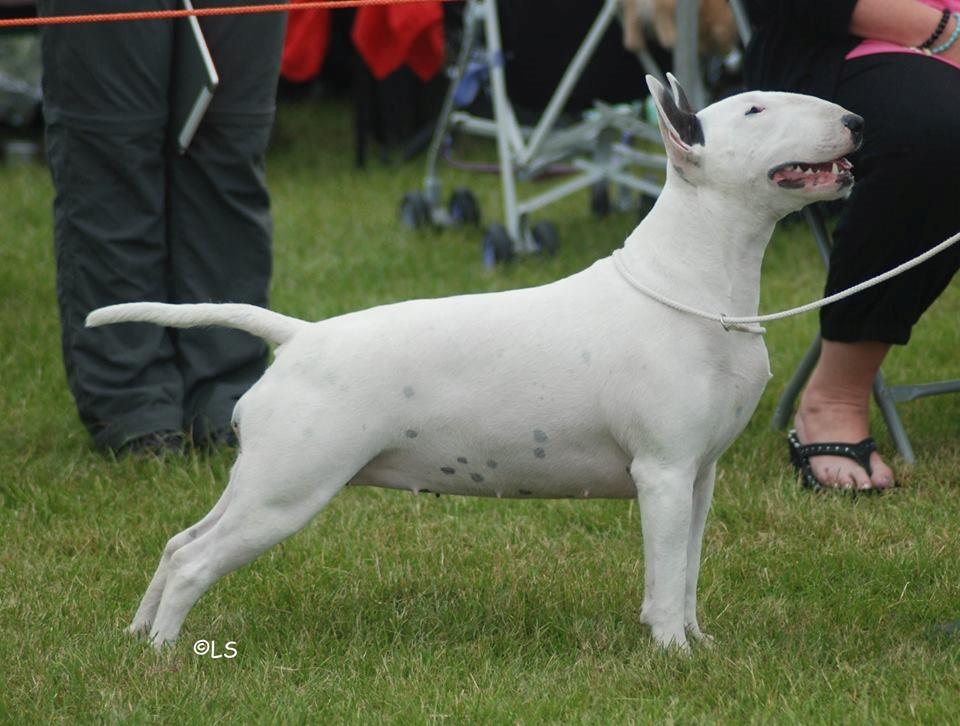 Bullterrier Amy billede 1