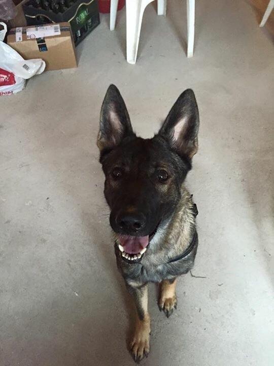 Schæferhund Luna billede 2