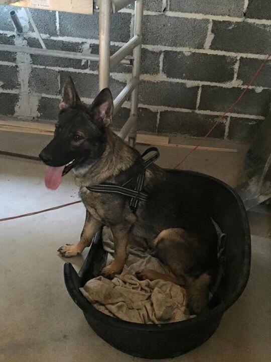 Schæferhund Luna billede 1