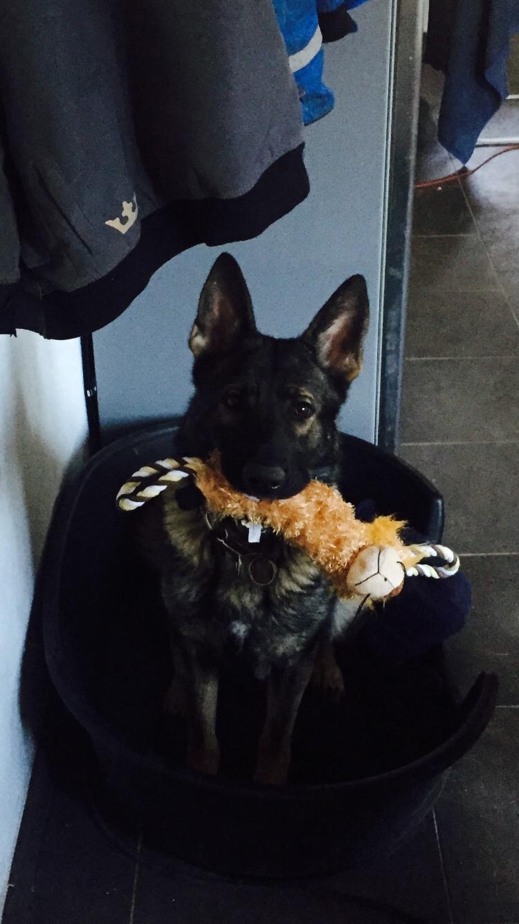 Schæferhund Luna billede 3