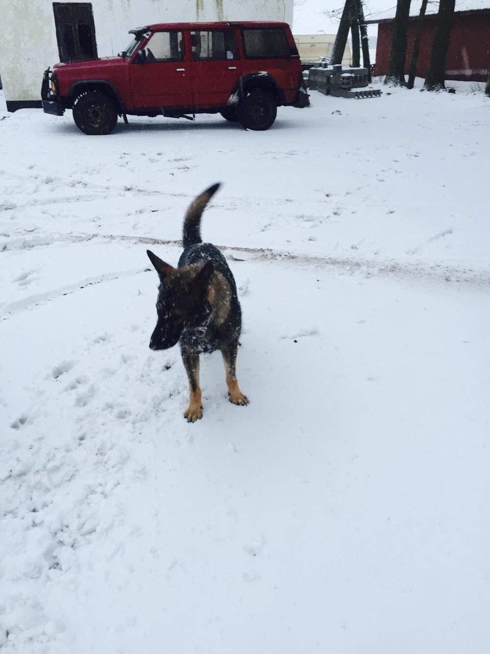 Schæferhund Luna billede 5