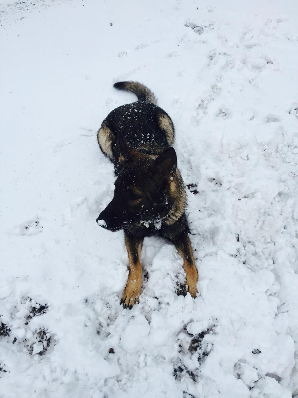 Schæferhund Luna billede 6