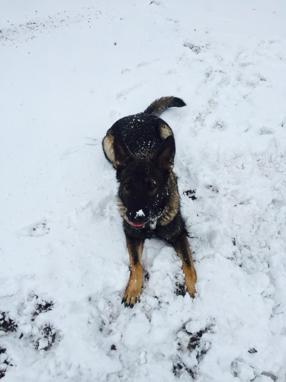 Schæferhund Luna billede 7