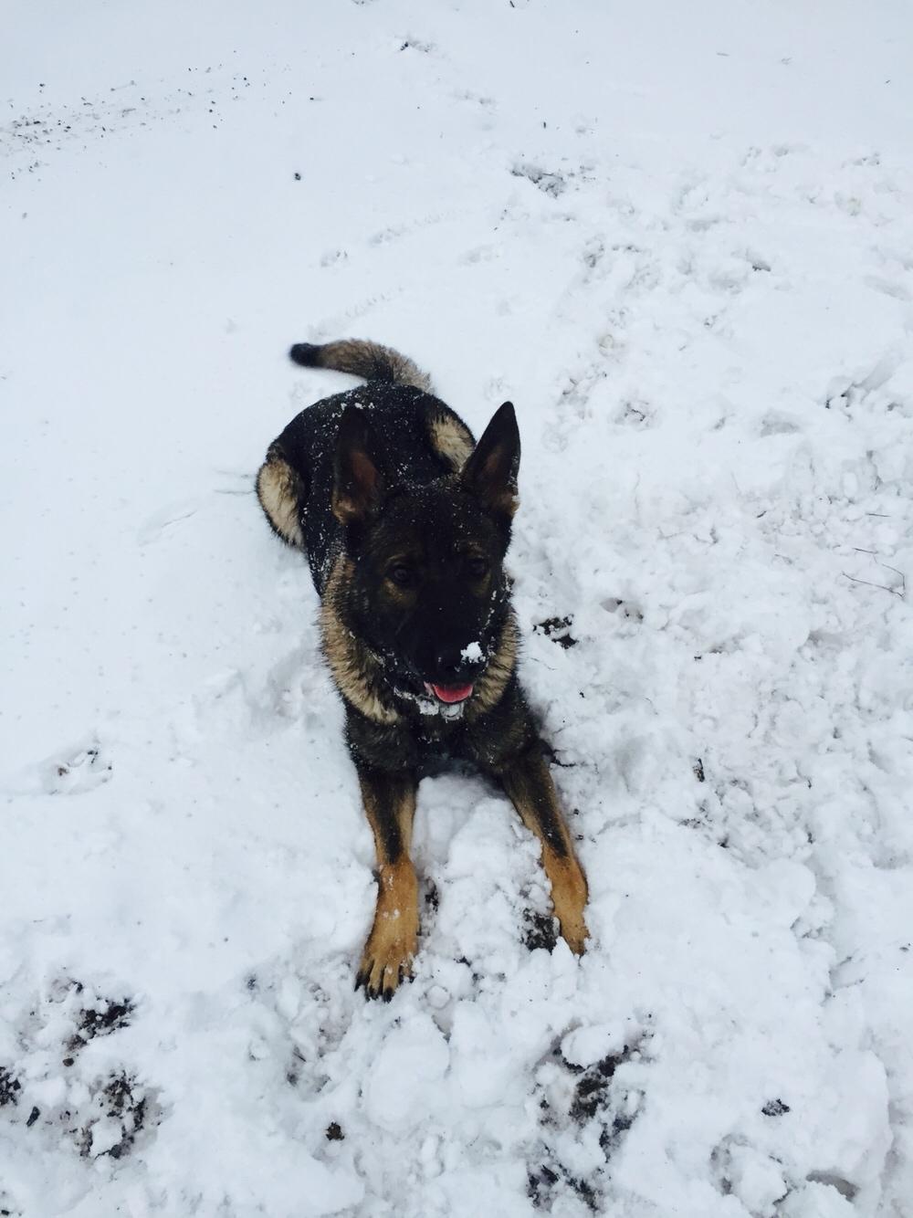 Schæferhund Luna billede 8