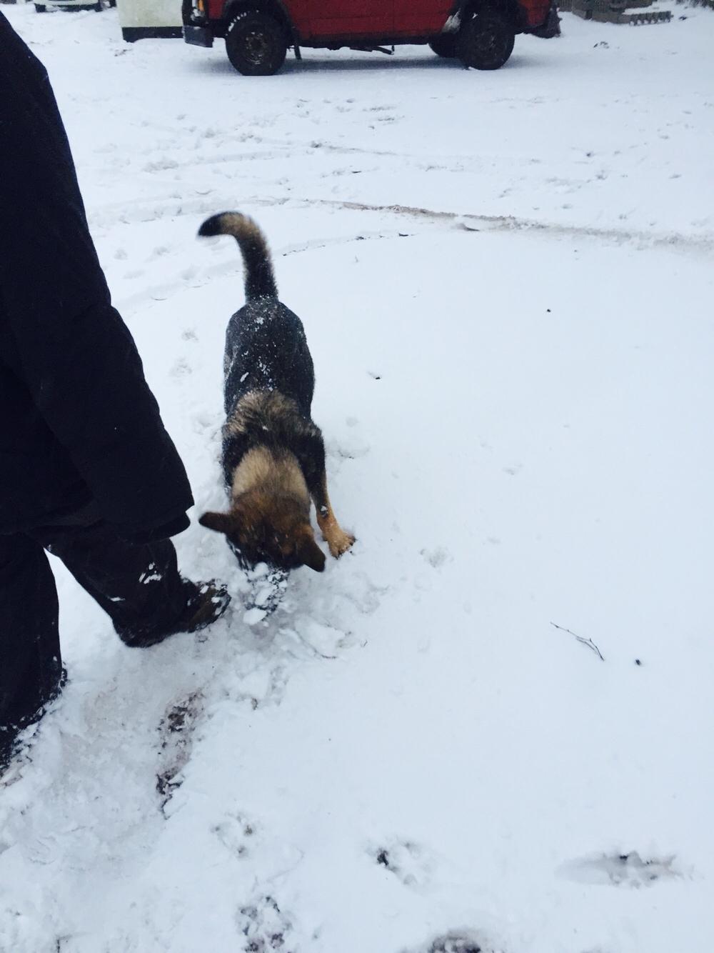 Schæferhund Luna billede 4