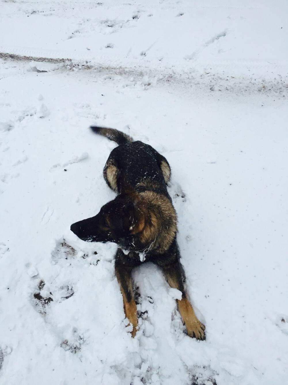 Schæferhund Luna billede 9