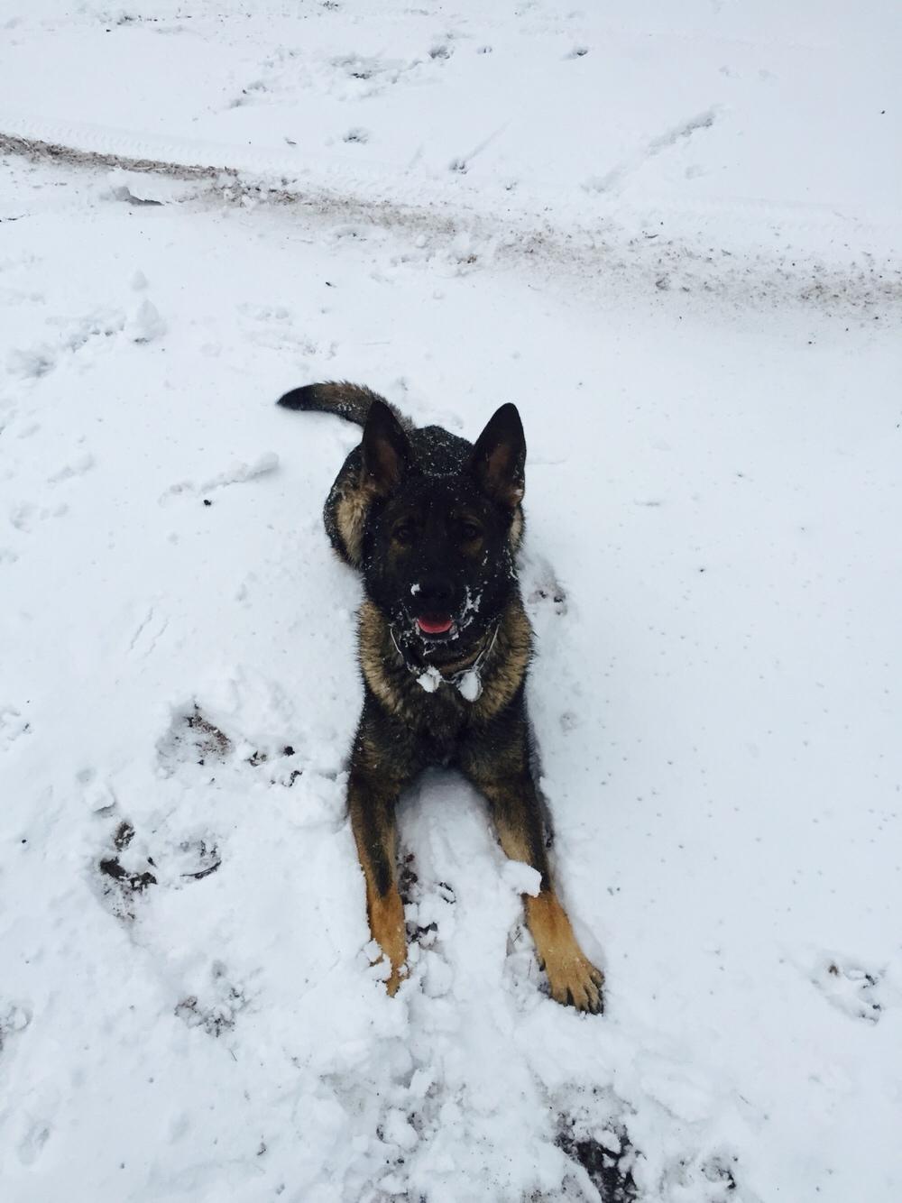 Schæferhund Luna billede 11