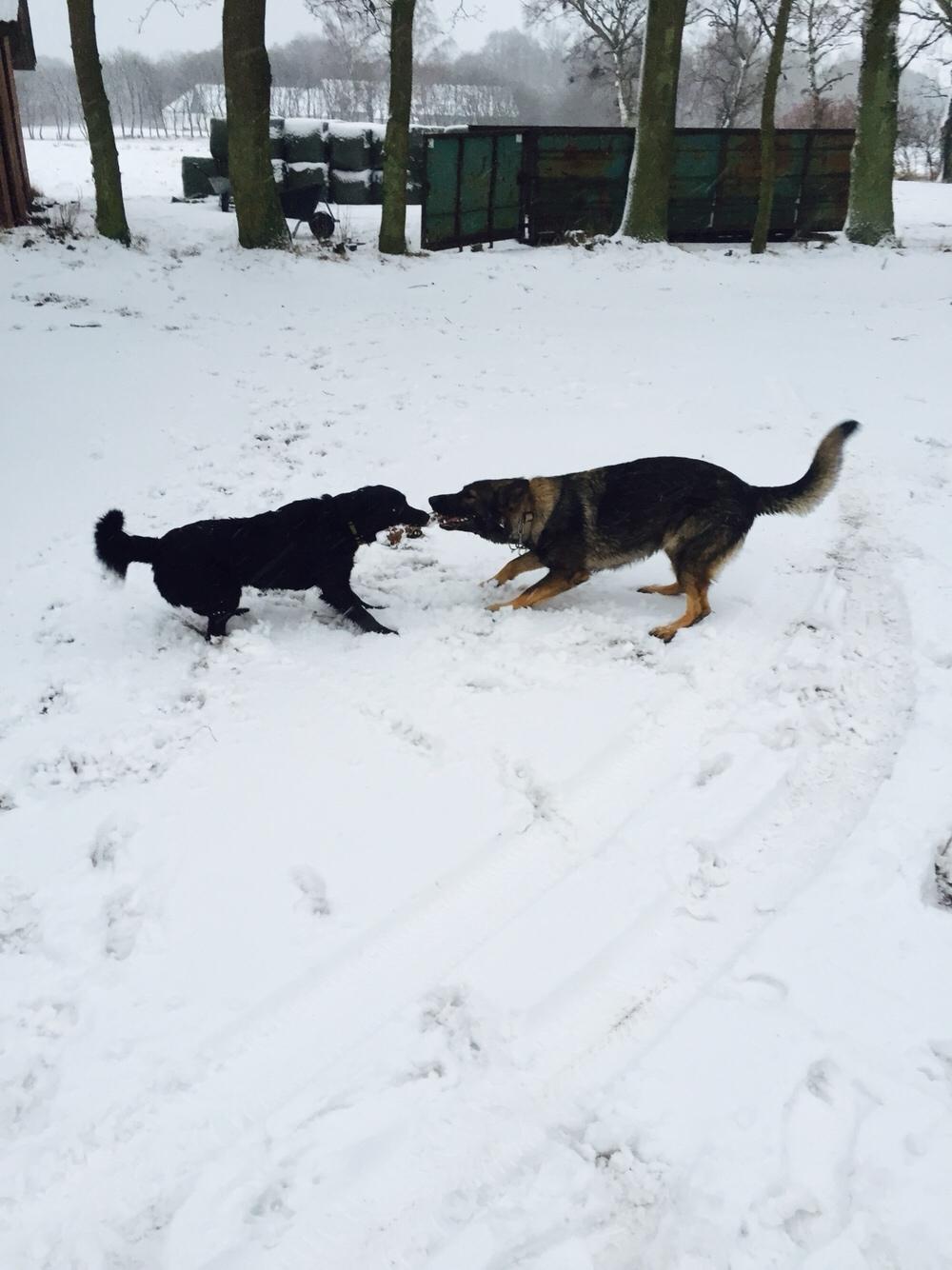Schæferhund Luna billede 12