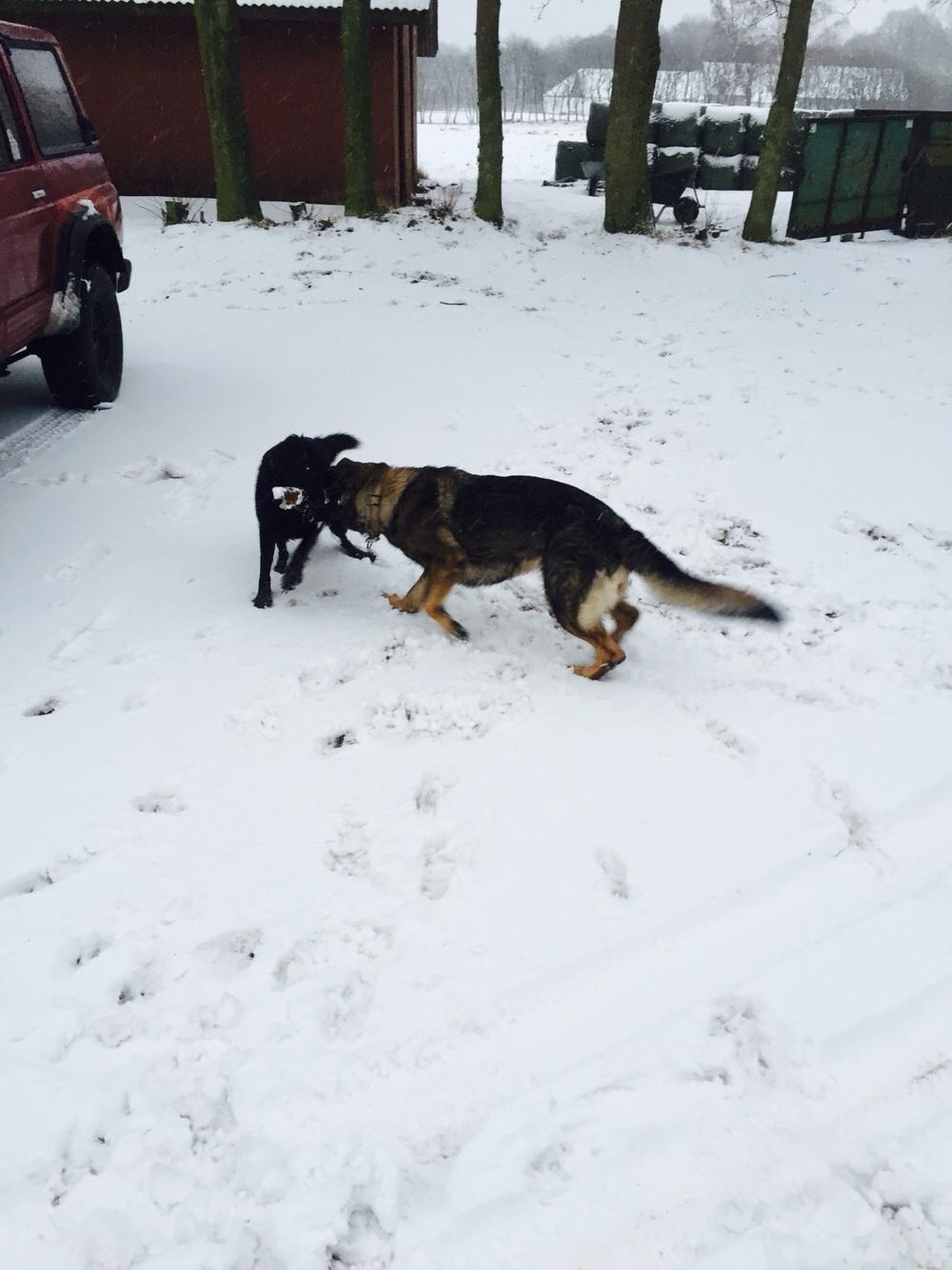 Schæferhund Luna billede 13