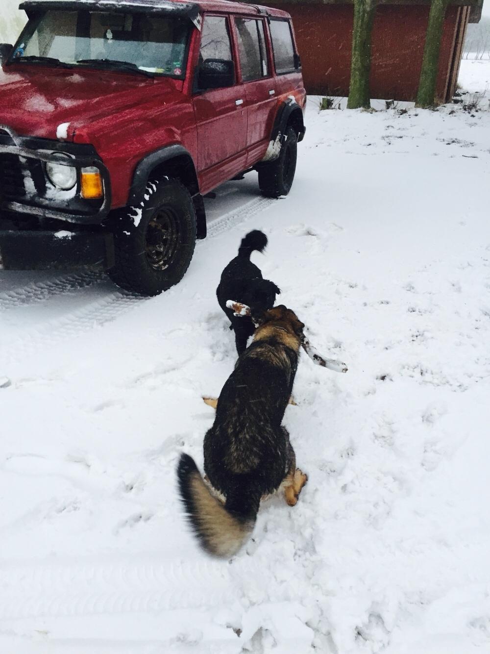 Schæferhund Luna billede 14
