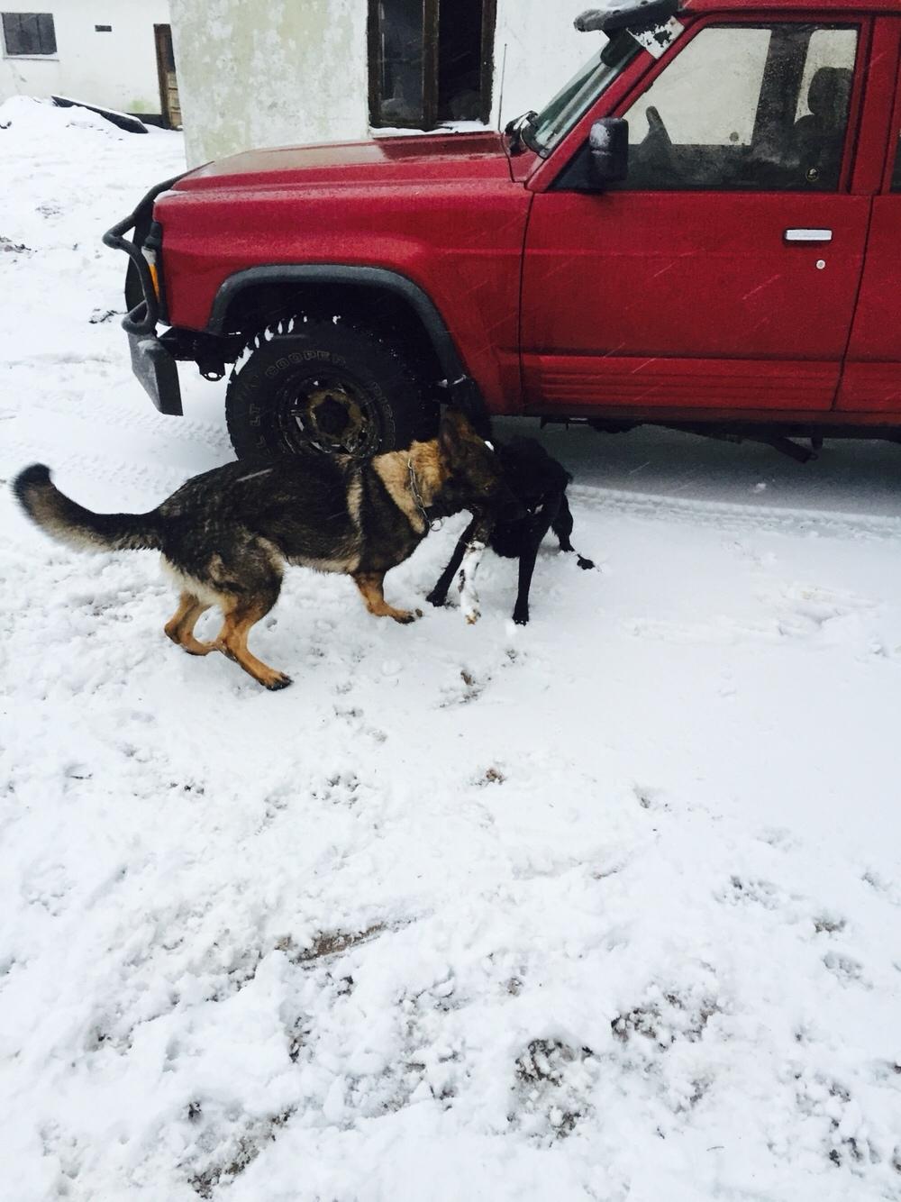 Schæferhund Luna billede 16