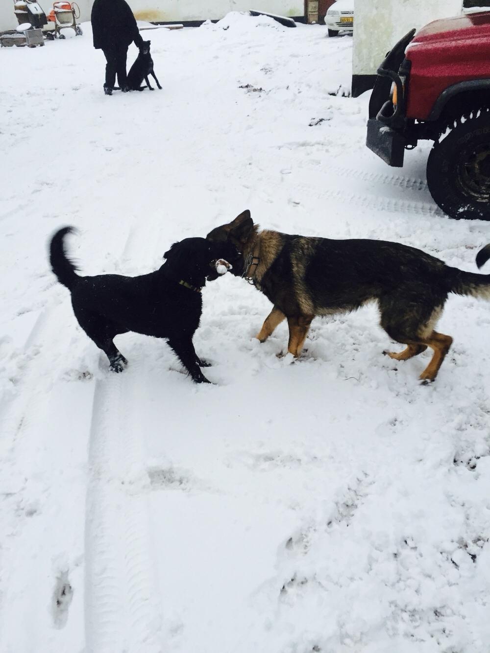Schæferhund Luna billede 17