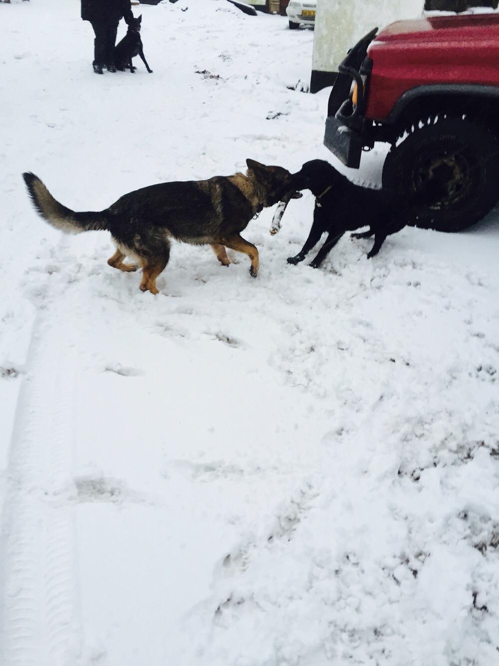 Schæferhund Luna billede 15