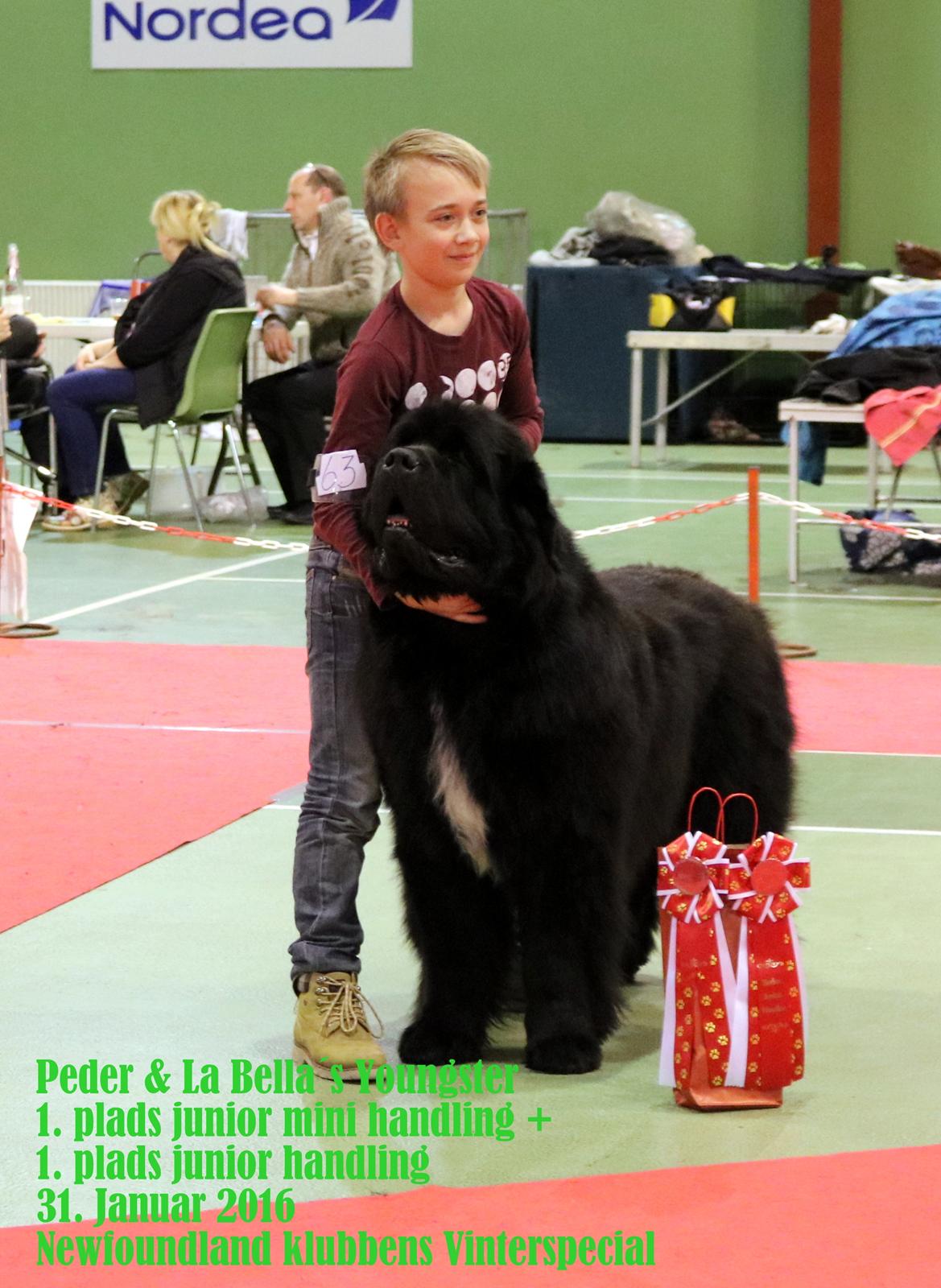 Newfoundlænder La Bella´s Youngster billede 21