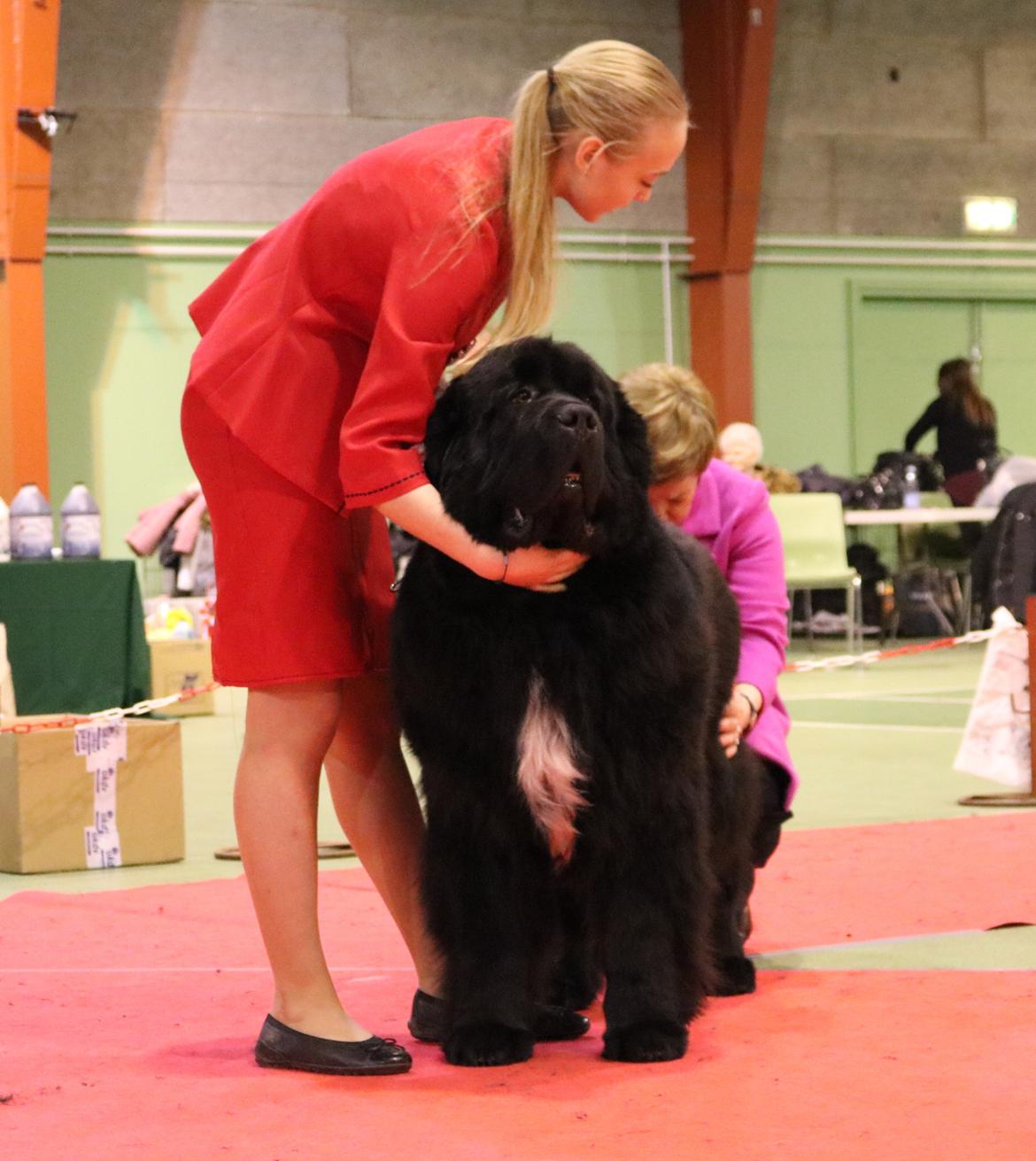Newfoundlænder La Bella´s Youngster billede 23