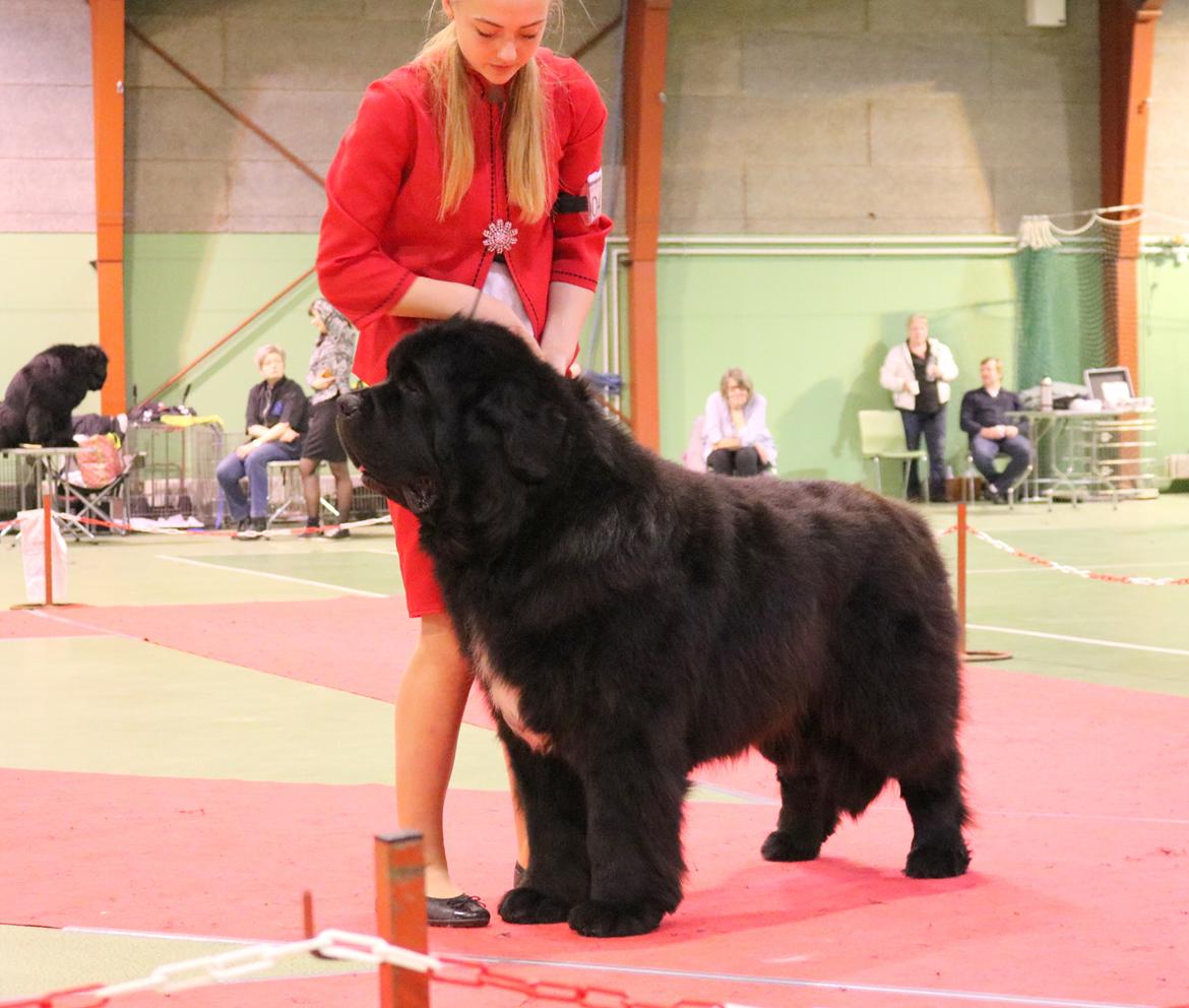 Newfoundlænder La Bella´s Youngster billede 24