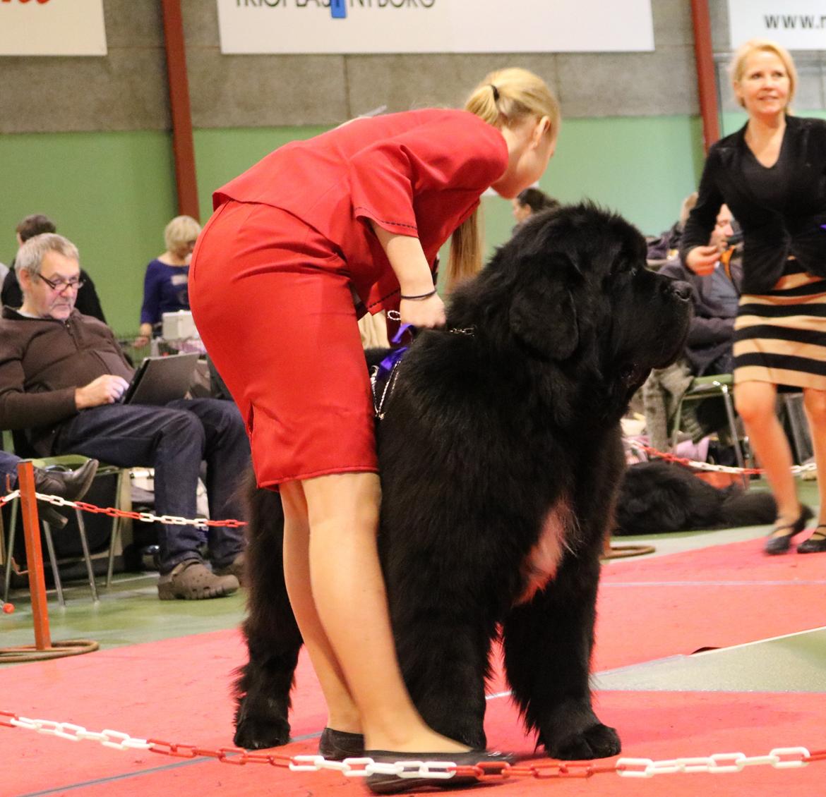 Newfoundlænder La Bella´s Youngster billede 25