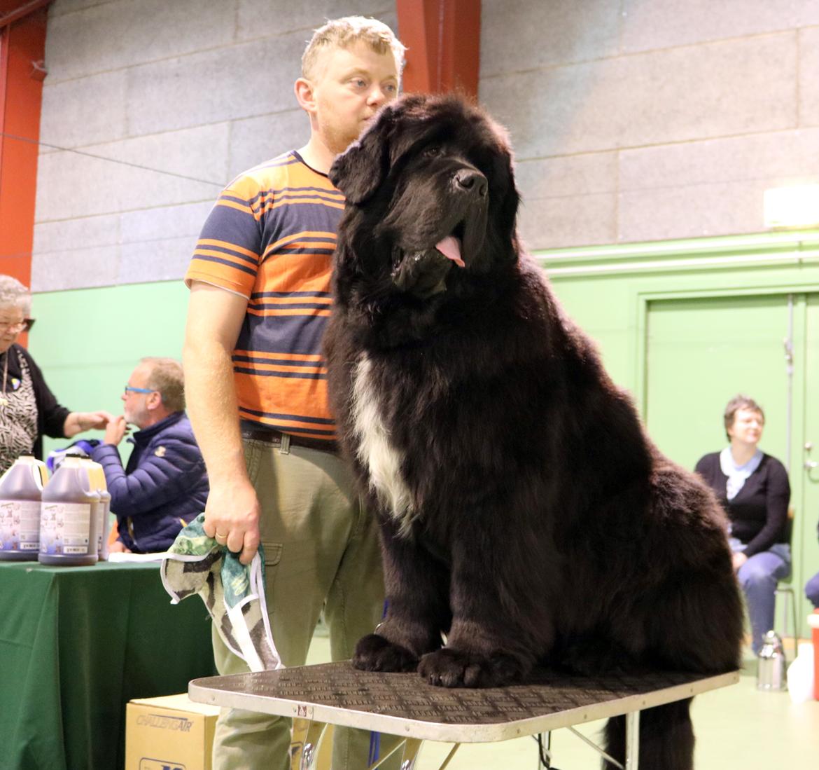 Newfoundlænder La Bella´s Youngster billede 22