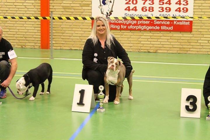 Olde english bulldogge Reservoirbulls Minerva (Gudrun) billede 1