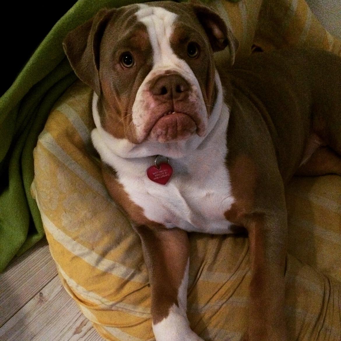 Olde english bulldogge Reservoirbulls Minerva (Gudrun) billede 26