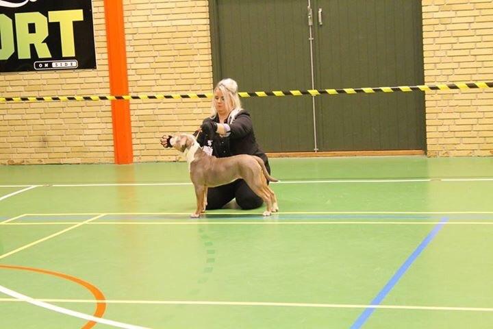 Olde english bulldogge Reservoirbulls Minerva (Gudrun) billede 29