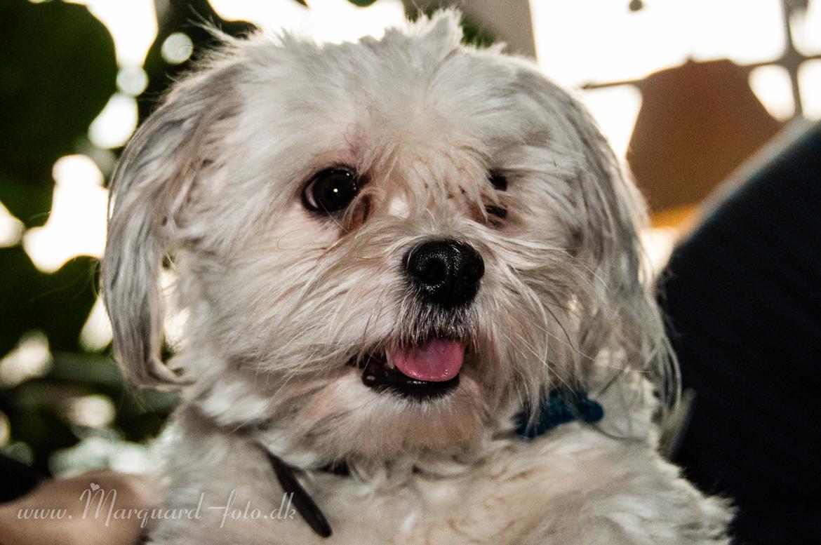 Bichon havanais Kimba (Frihedshåbs Timon) billede 1