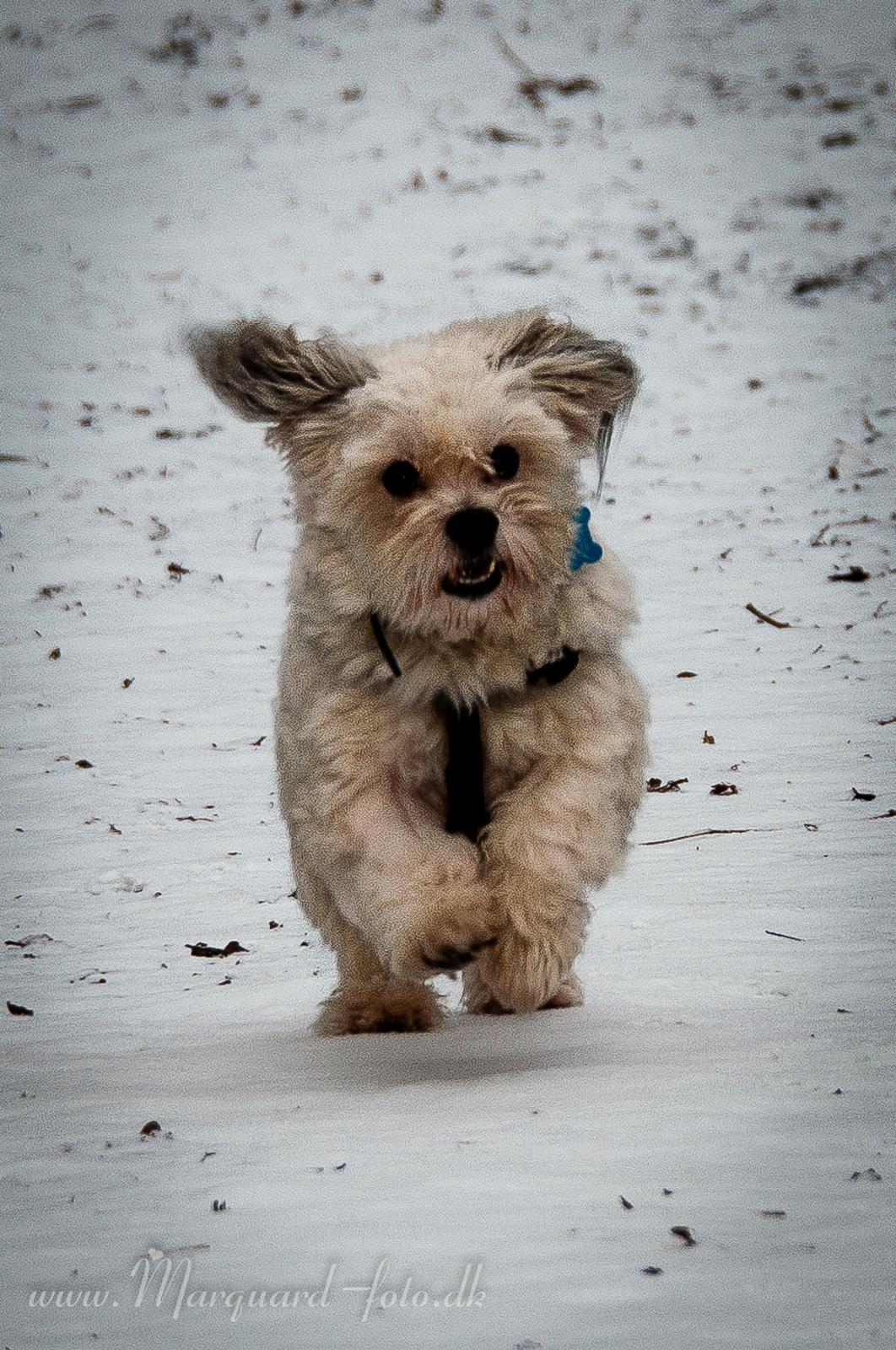Bichon havanais Kimba (Frihedshåbs Timon) billede 2