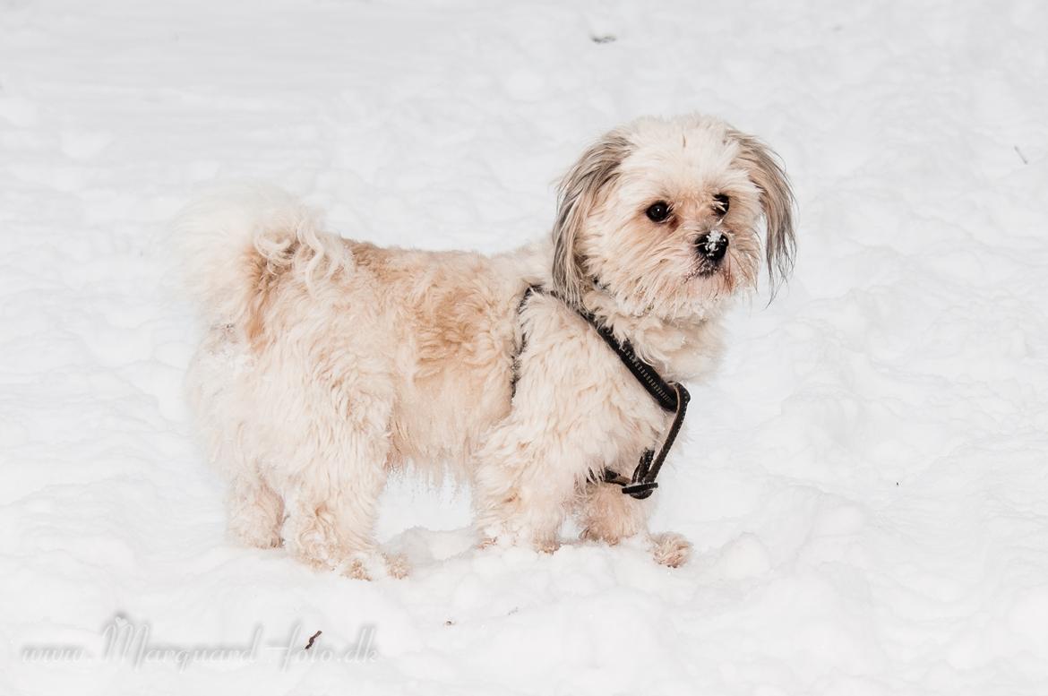 Bichon havanais Kimba (Frihedshåbs Timon) billede 4