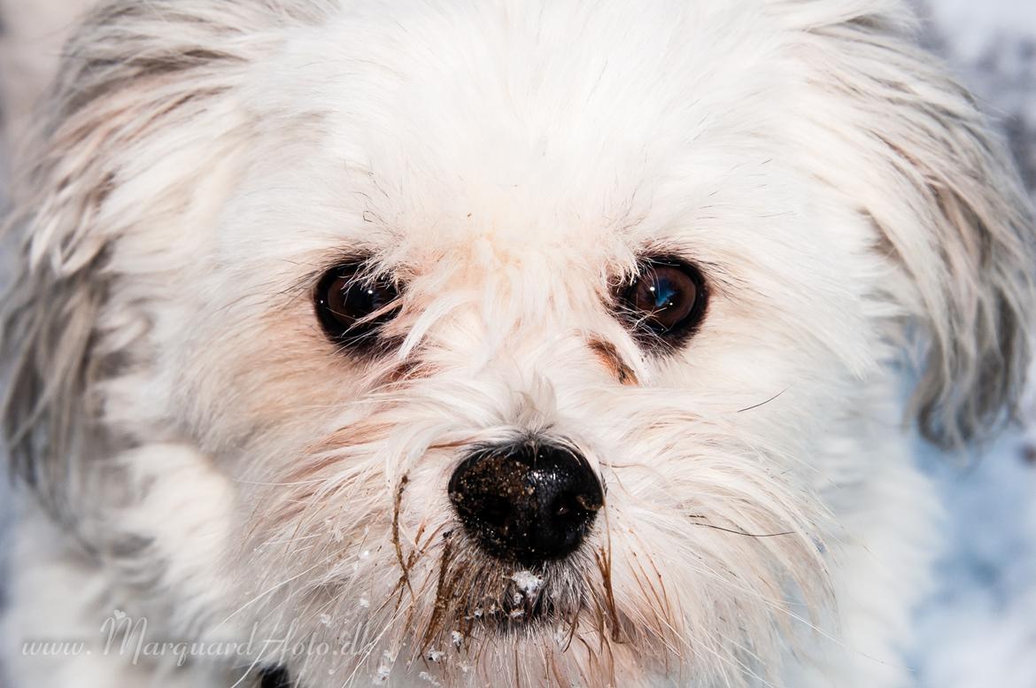 Bichon havanais Kimba (Frihedshåbs Timon) billede 3