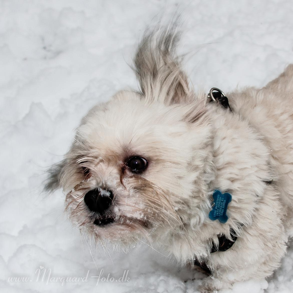 Bichon havanais Kimba (Frihedshåbs Timon) billede 5