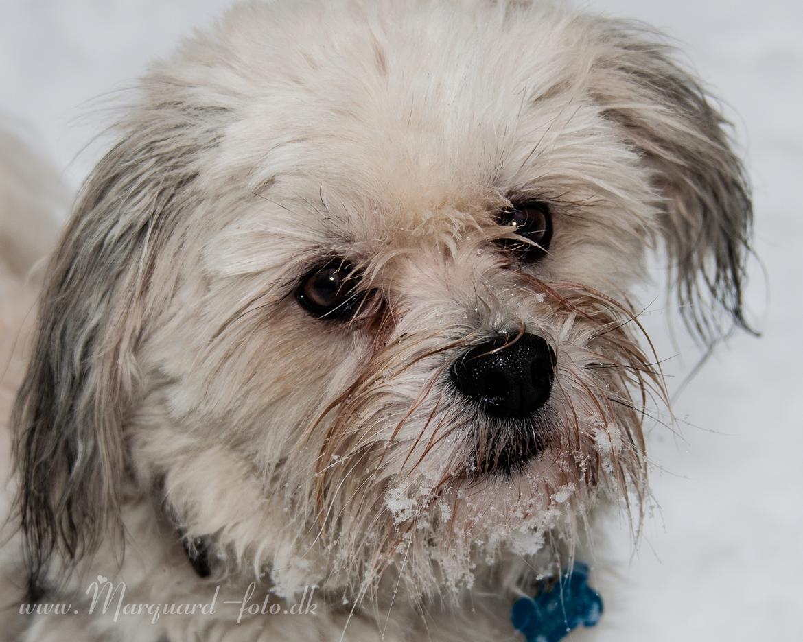 Bichon havanais Kimba (Frihedshåbs Timon) billede 6