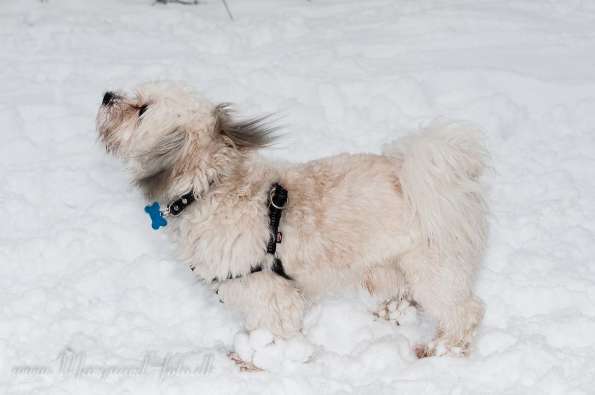 Bichon havanais Kimba (Frihedshåbs Timon) billede 7