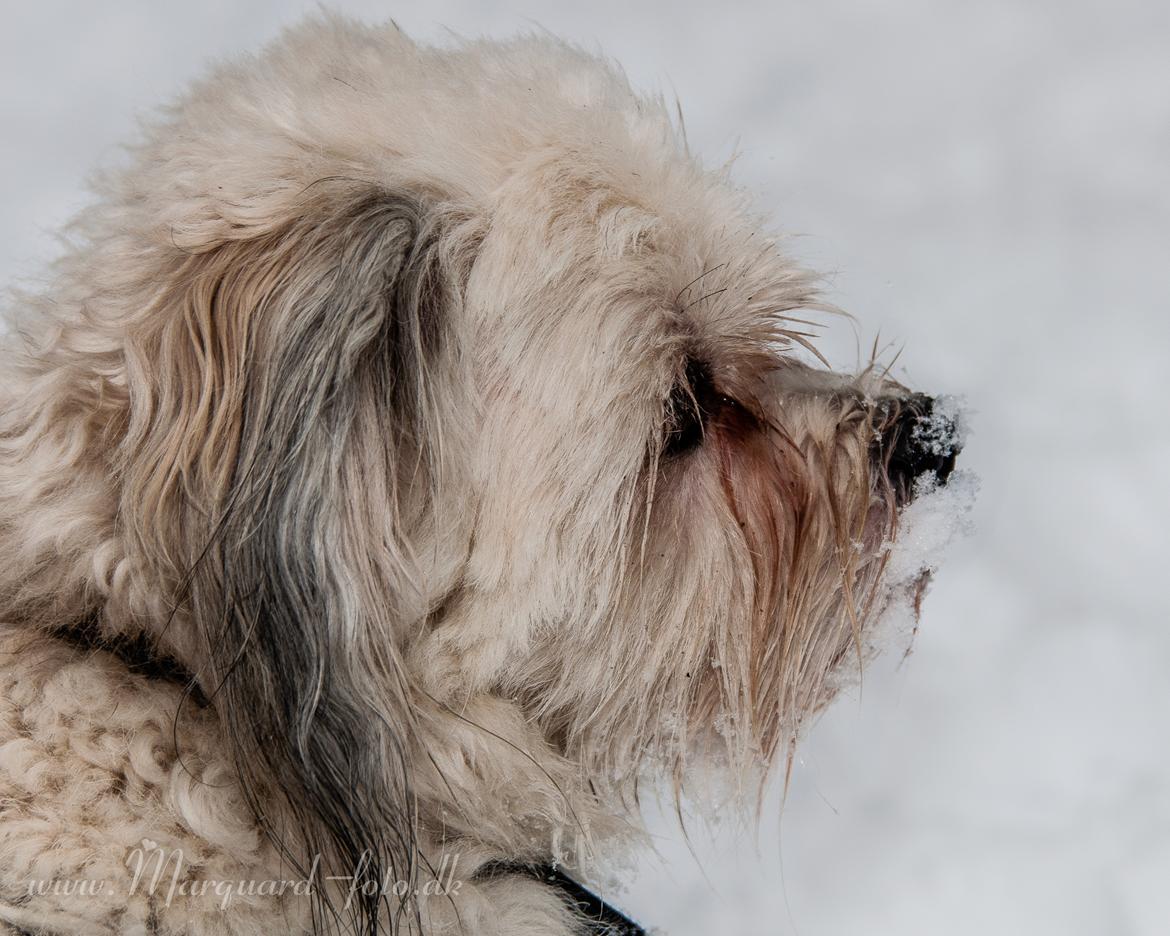 Bichon havanais Kimba (Frihedshåbs Timon) billede 8