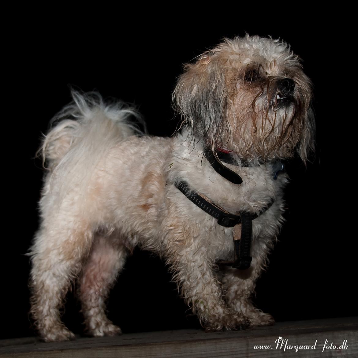 Blanding af racer Frodo billede 22