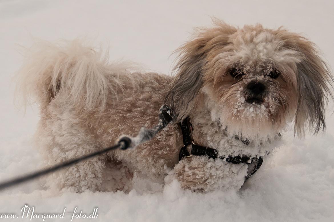 Blanding af racer Frodo billede 24