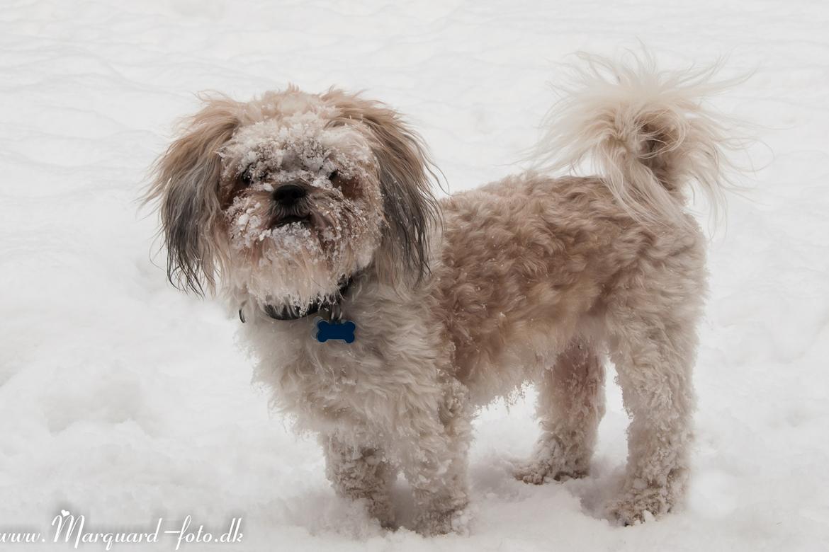 Blanding af racer Frodo billede 23