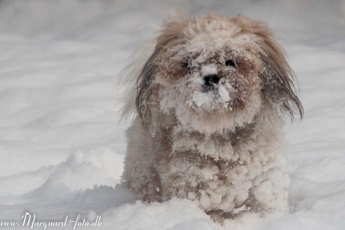 Blanding af racer Frodo billede 26