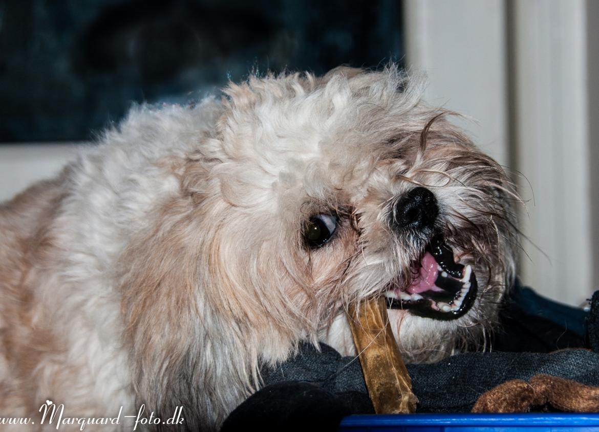 Blanding af racer Frodo billede 27